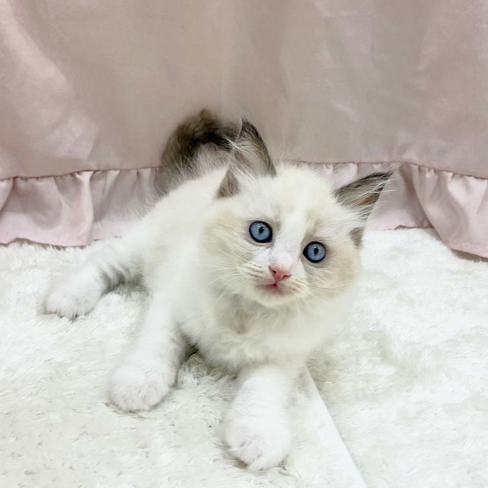 愛知県のラグドール (犬の家＆猫の里アミーゴ神の倉店/2025年6月11日生まれ/女の子/シールポイントバイカラー)の子猫の4枚目の画像