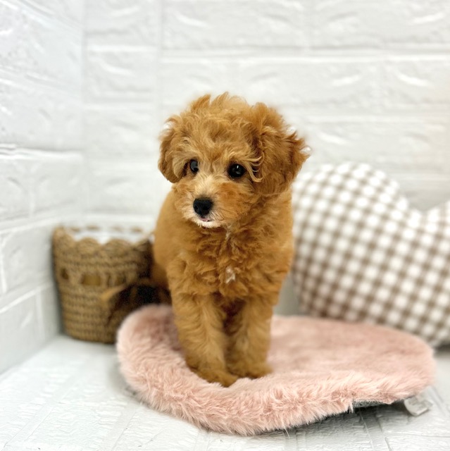 愛知県のトイプードル(トイ) (犬の家＆猫の里豊川インター店/2025年6月12日生まれ/女の子/オレンジフォーン)の子犬の4枚目の画像