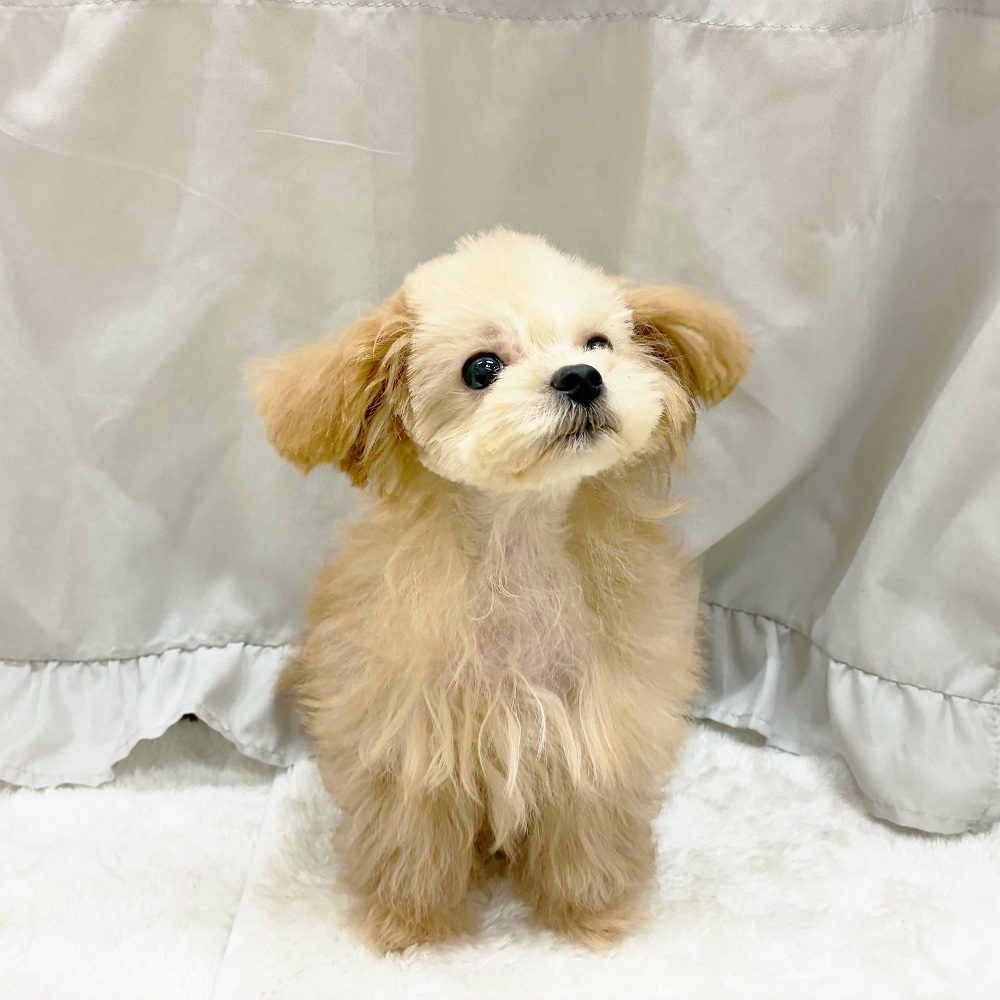 愛知県のマルプー(マルチーズ×プードル) (犬の家＆猫の里アミーゴ神の倉店/2025年6月8日生まれ/男の子/アプリコット)の子犬の4枚目の画像