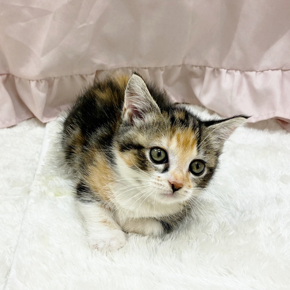 愛知県のマンチカン (犬の家＆猫の里アミーゴ神の倉店/2025年6月13日生まれ/女の子/トーティーホワイト)の子猫の4枚目の画像