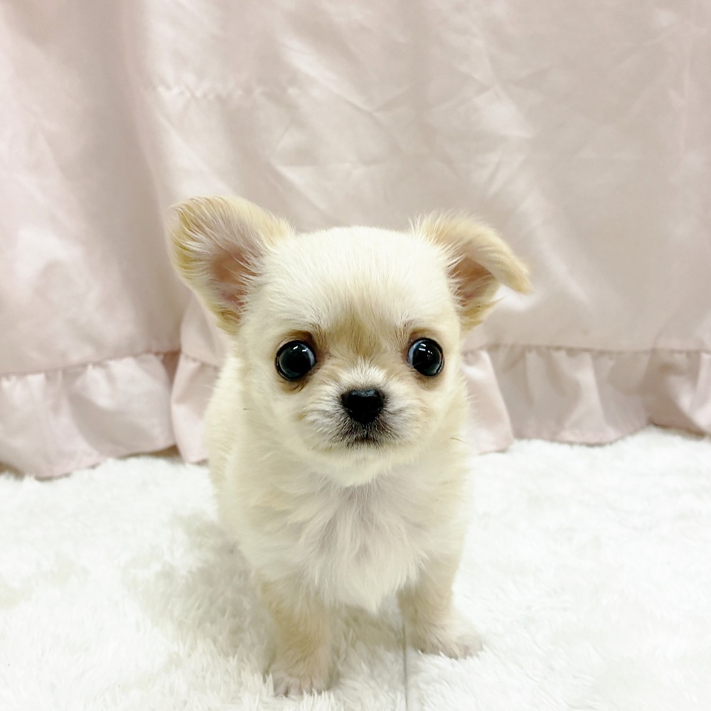 愛知県のチワワ(ロング) (犬の家＆猫の里アミーゴ神の倉店/2025年6月11日生まれ/女の子/クリーム)の子犬の1枚目の画像