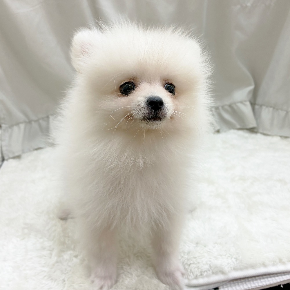 愛知県のポメラニアン (犬の家＆猫の里アミーゴ神の倉店/2025年6月12日生まれ/男の子/ホワイト)の子犬の4枚目の画像