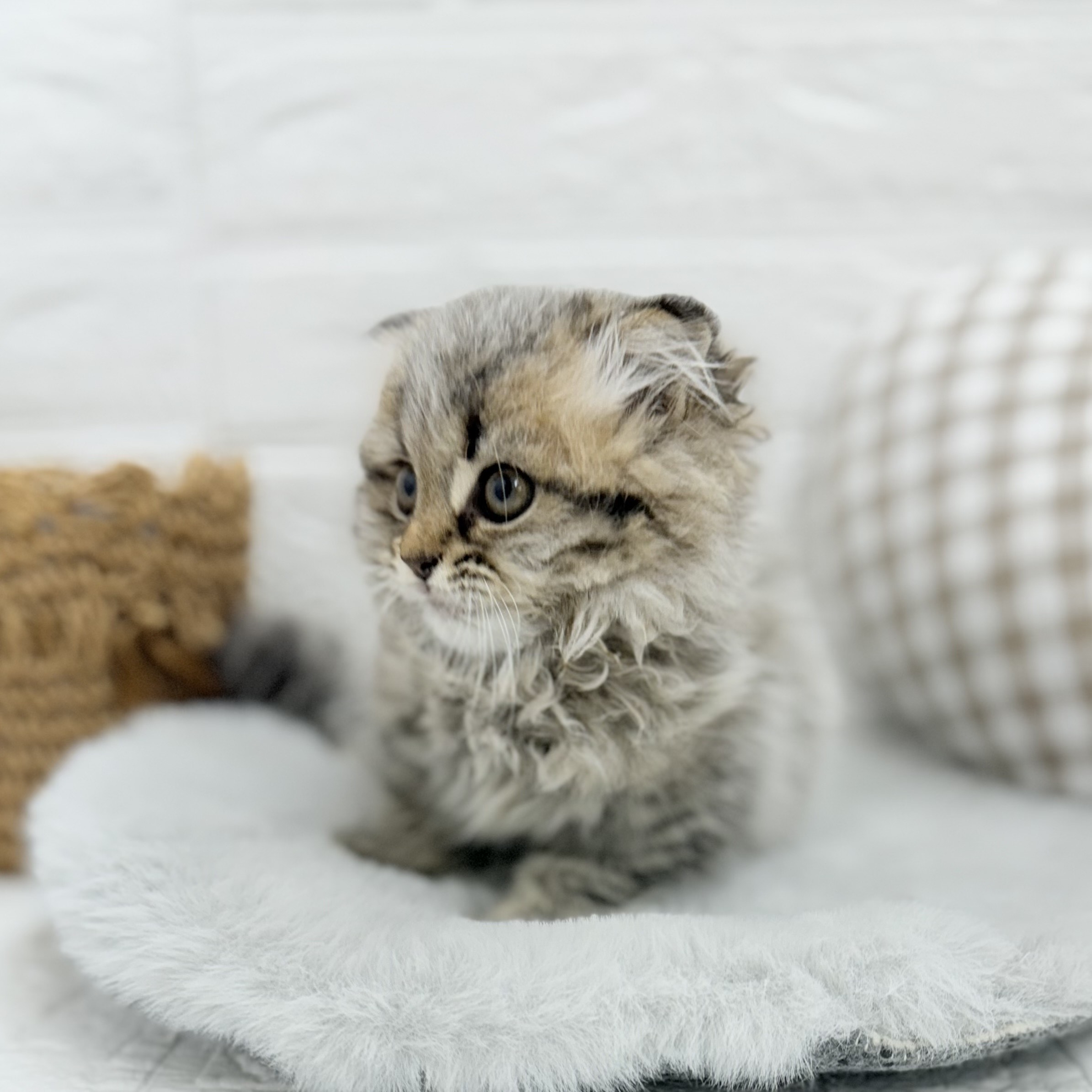 愛知県のスコティッシュフォールド (犬の家＆猫の里豊川インター店/2025年6月23日生まれ/男の子/ブラウンタビー)の子猫の4枚目の画像