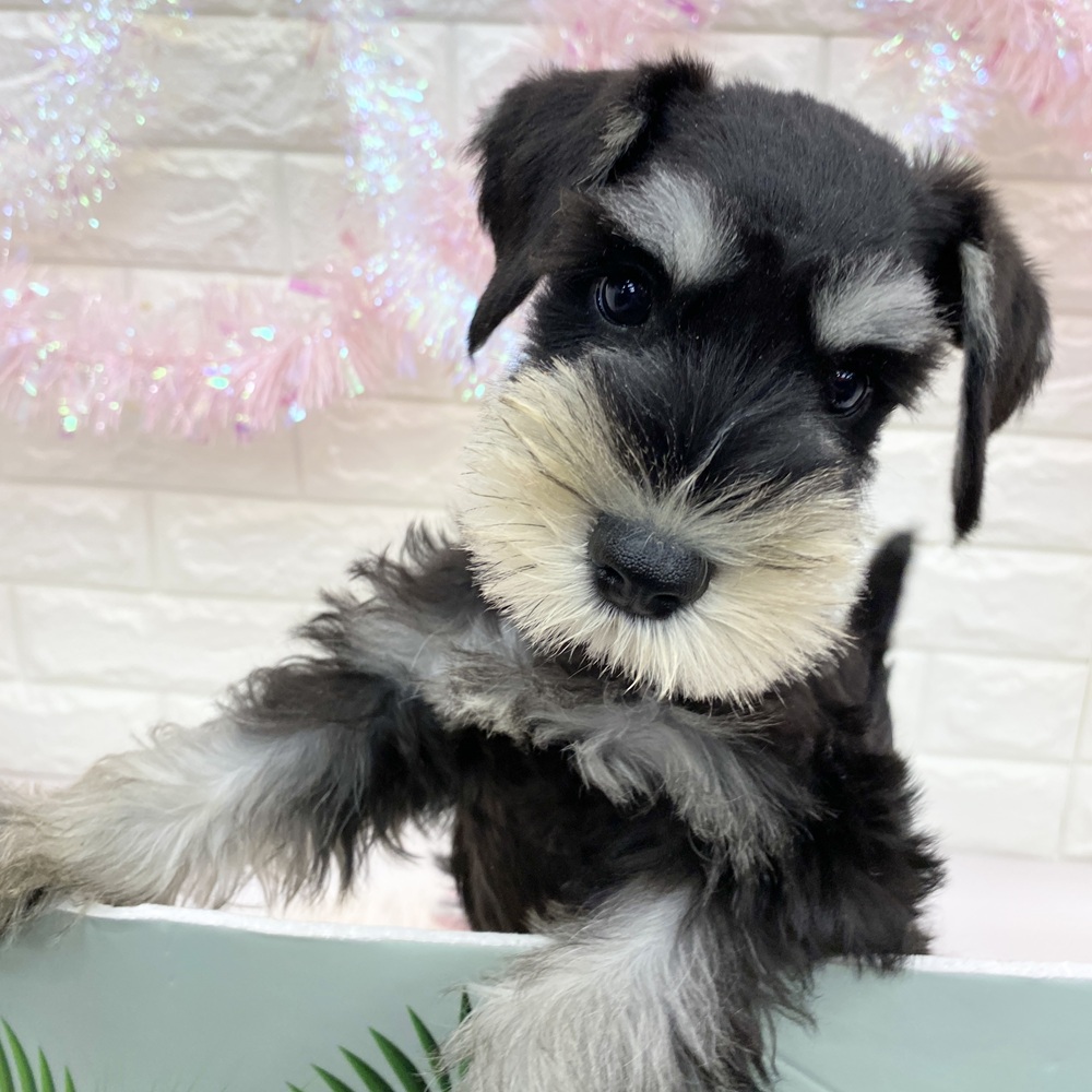 愛知県のミニチュアシュナウザー (犬の家＆猫の里MEGAドン・キホーテ東海名和店/2025年6月25日生まれ/男の子/ブラックシルバー)の子犬の4枚目の画像