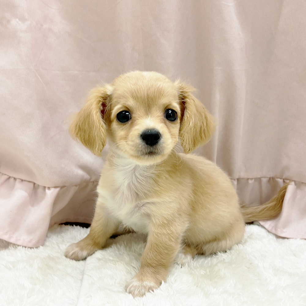 愛知県のチワックス(チワワ×ダックス) (犬の家＆猫の里アミーゴ神の倉店/2025年6月25日生まれ/女の子/イエロー)の子犬の1枚目の画像