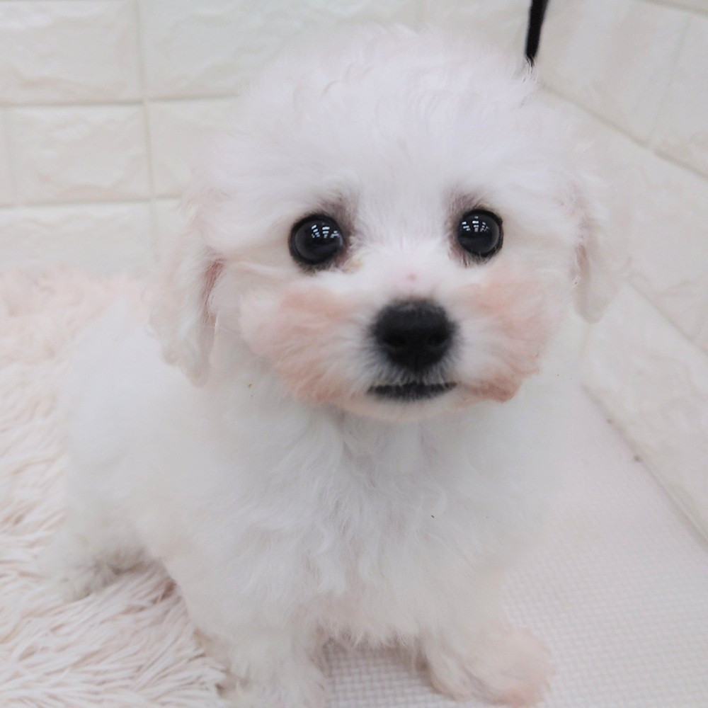 愛知県のビションフリーゼ (犬の家＆猫の里MEGAドン・キホーテ東海名和店/2025年7月8日生まれ/男の子/ホワイト)の子犬の1枚目の画像