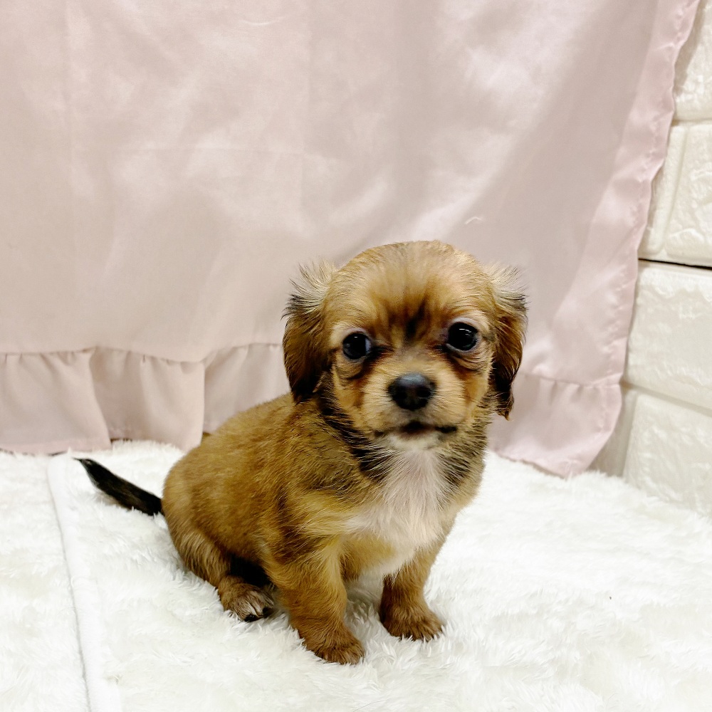 愛知県のチワックス(チワワ×ダックス) (犬の家＆猫の里アミーゴ神の倉店/2025年7月15日生まれ/女の子/レッド)の子犬の4枚目の画像