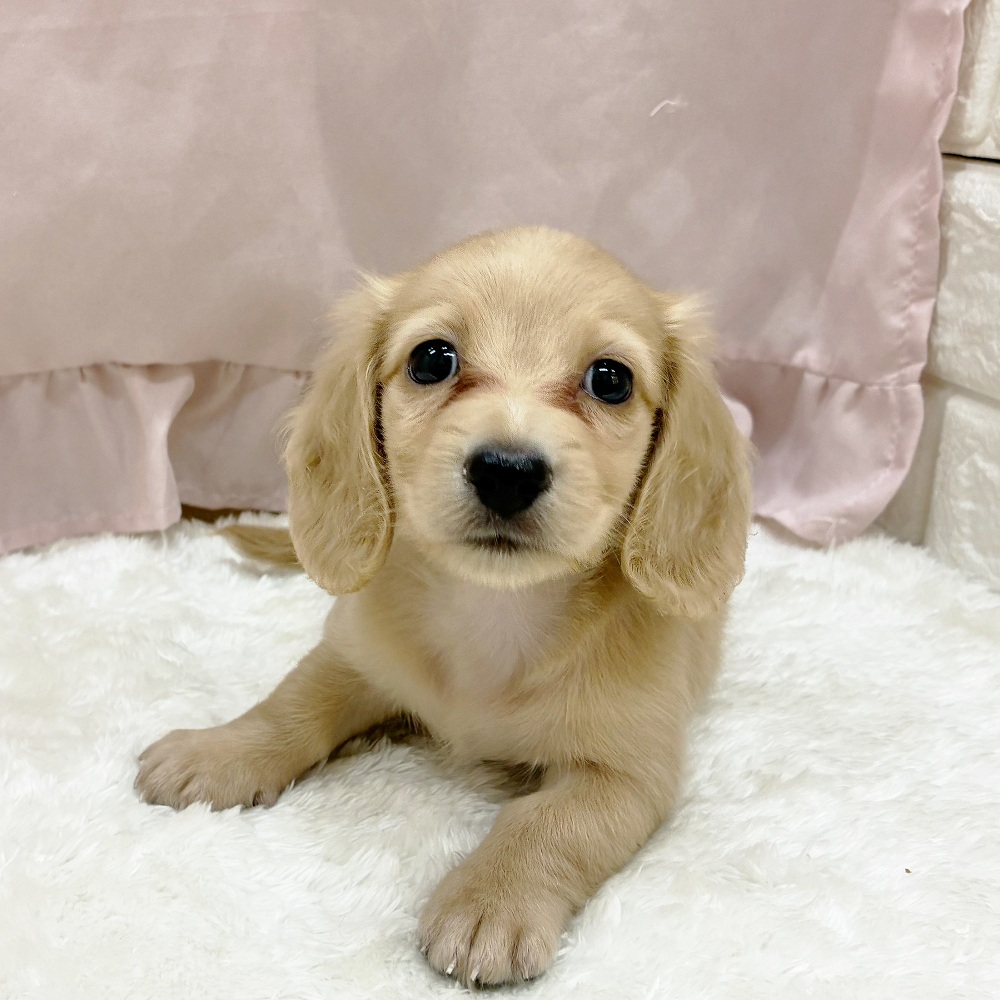 愛知県のミニチュアダックスフンド(ロング) (犬の家＆猫の里アミーゴ神の倉店/2025年7月15日生まれ/女の子/イエロー)の子犬の1枚目の画像