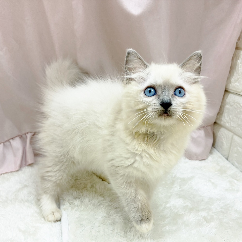 愛知県のラグドール (犬の家＆猫の里アミーゴ神の倉店/2025年7月19日生まれ/女の子/ブルーポイントミテッド)の子猫の4枚目の画像