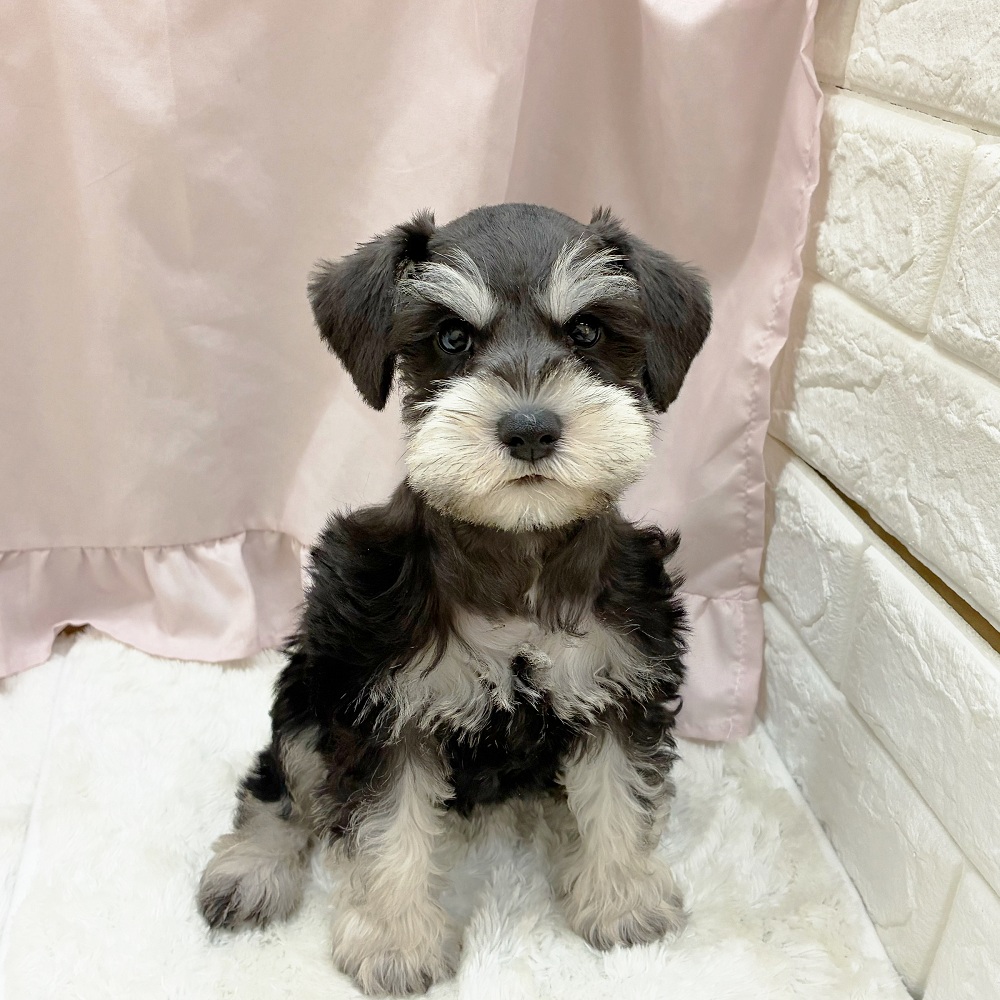 愛知県のミニチュアシュナウザー (犬の家＆猫の里アミーゴ神の倉店/2025年7月23日生まれ/女の子/ブラックシルバー)の子犬の4枚目の画像