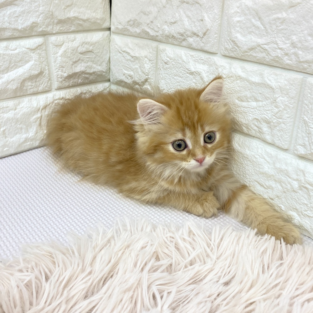 愛知県のミヌエット (犬の家＆猫の里MEGAドン・キホーテ東海名和店/2025年7月22日生まれ/女の子/レッドタビー)の子猫の4枚目の画像