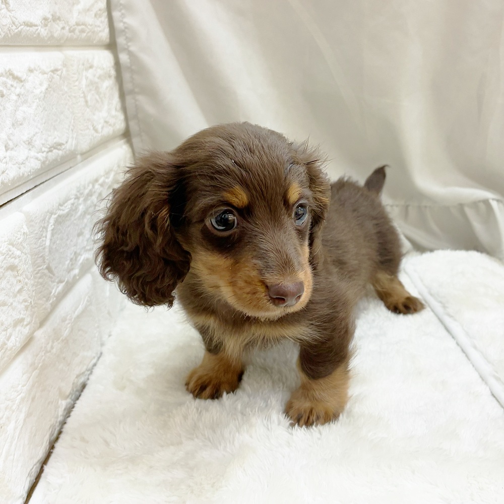 愛知県のミニチュアダックスフンド(ロング) (犬の家＆猫の里アミーゴ神の倉店/2025年7月22日生まれ/男の子/チョコレートタン)の子犬の4枚目の画像