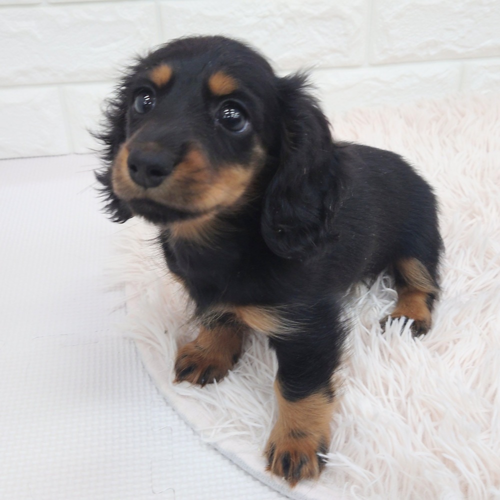 愛知県のミニチュアダックスフンド(ロング) (犬の家＆猫の里MEGAドン・キホーテ東海名和店/2025年7月22日生まれ/女の子/ブラックタン)の子犬の4枚目の画像