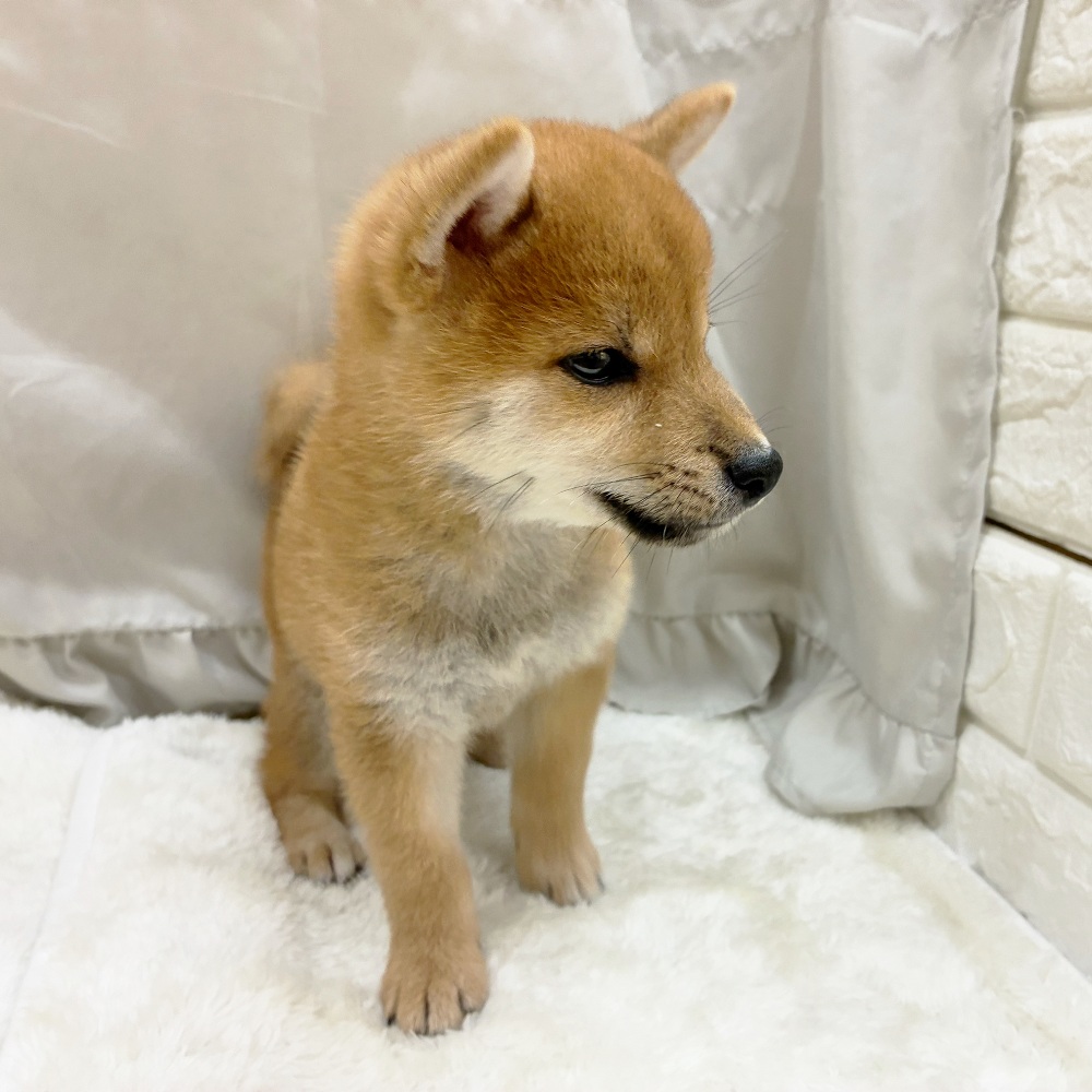 愛知県の柴犬(標準サイズ) (犬の家＆猫の里アミーゴ神の倉店/2025年7月26日生まれ/男の子/赤)の子犬の4枚目の画像