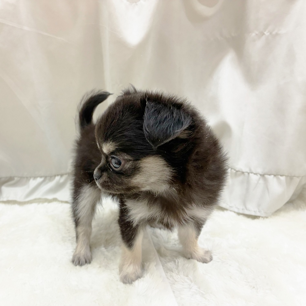 愛知県のチワワ(ロング) (犬の家＆猫の里アミーゴ神の倉店/2025年7月27日生まれ/男の子/ブラックタンホワイト)の子犬の4枚目の画像