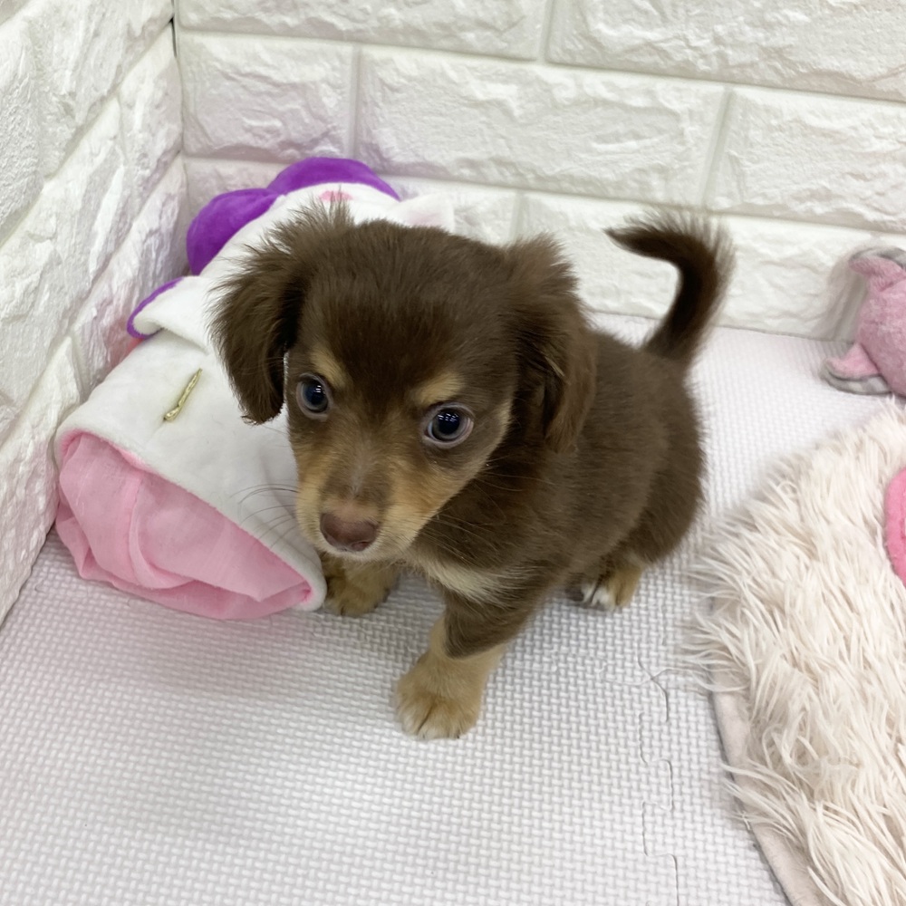 愛知県のチワックス(チワワ×ダックス) (犬の家＆猫の里MEGAドン・キホーテ東海名和店/2025年7月29日生まれ/男の子/チョコレートタン)の子犬の4枚目の画像