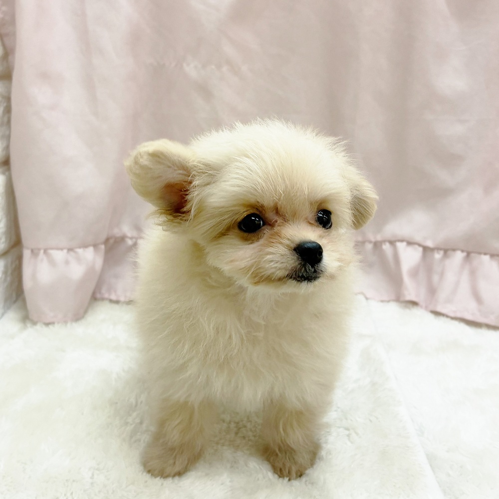 愛知県のポメプー(ポメラニアン×プードル) (犬の家＆猫の里アミーゴ神の倉店/2025年8月2日生まれ/女の子/クリーム)の子犬の4枚目の画像