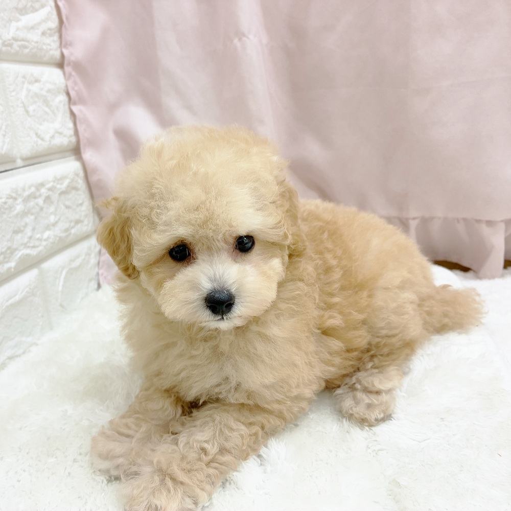 愛知県のトイプードル(トイ) (犬の家＆猫の里アミーゴ神の倉店/2025年8月5日生まれ/女の子/ペールフォーン)の子犬の4枚目の画像