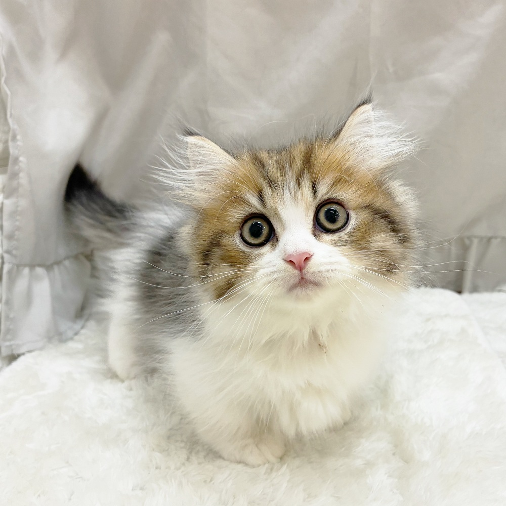 愛知県のミヌエット (犬の家＆猫の里アミーゴ神の倉店/2025年8月12日生まれ/男の子/ブラウンタビーホワイト)の子猫