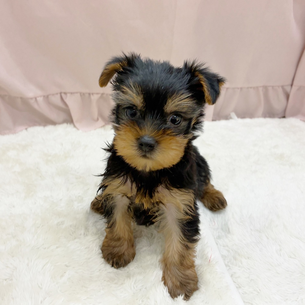 愛知県のヨークシャーテリア (犬の家＆猫の里アミーゴ神の倉店/2025年8月14日生まれ/女の子/スチールブルータン)の子犬の4枚目の画像