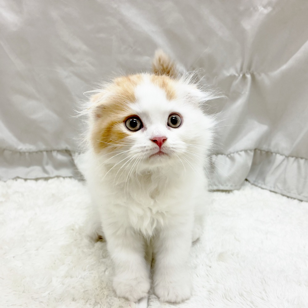 愛知県のスコティッシュフォールド (犬の家＆猫の里アミーゴ神の倉店/2025年8月18日生まれ/男の子/レッドタビーホワイトバン)の子猫の1枚目の画像