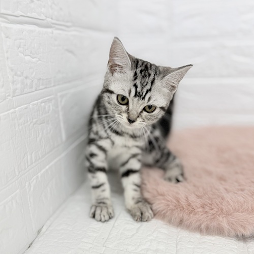 愛知県のアメリカンショートヘアー (犬の家＆猫の里豊川インター店/2025年8月26日生まれ/女の子/シルバータビー)の子猫の4枚目の画像