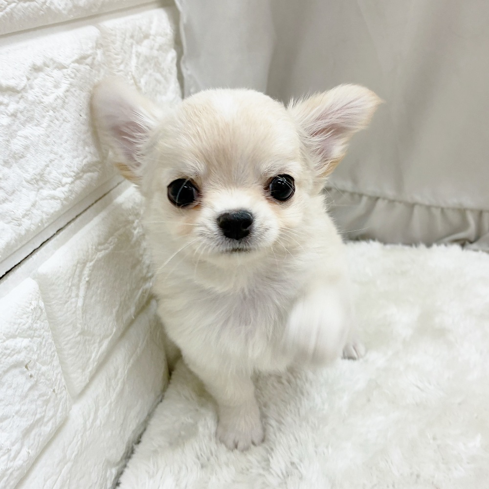 愛知県のチワワ(ロング) (犬の家＆猫の里アミーゴ神の倉店/2025年8月26日生まれ/男の子/クリームホワイト)の子犬の4枚目の画像