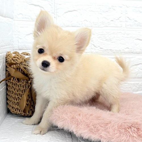 愛知県のポメチワ/チワポメ/ポメチー(ポメラニアン×チワワ) (犬の家＆猫の里豊川インター店/2025年8月29日生まれ/女の子/クリームホワイト)の子犬の4枚目の画像