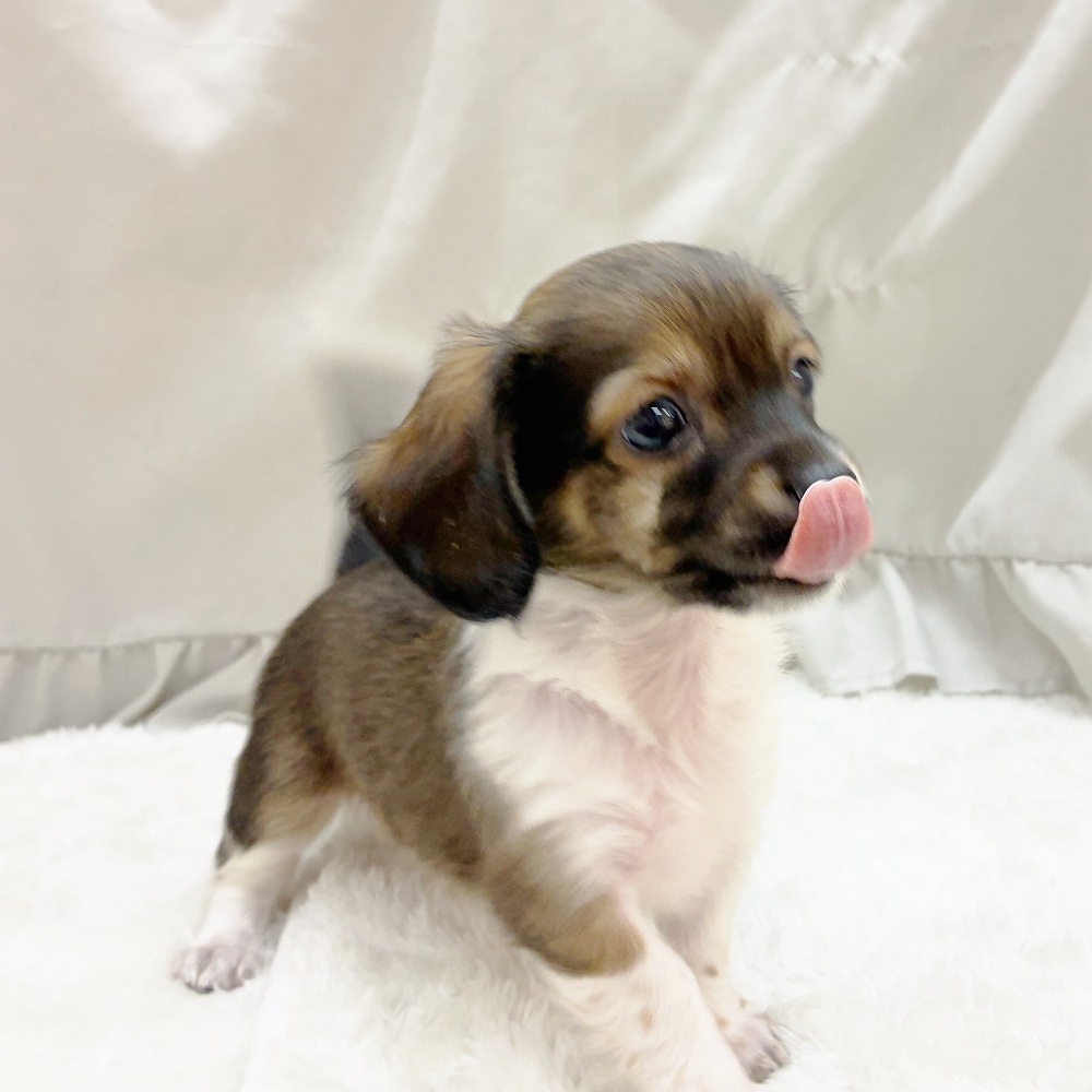 愛知県のチワックス(チワワ×ダックス) (犬の家＆猫の里アミーゴ神の倉店/2025年8月31日生まれ/男の子/レッドパイボールド)の子犬の4枚目の画像