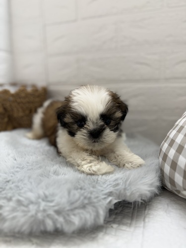 愛知県のシーズー (犬の家＆猫の里岡崎店/2025年9月1日生まれ/男の子/ゴールドホワイト)の子犬の4枚目の画像