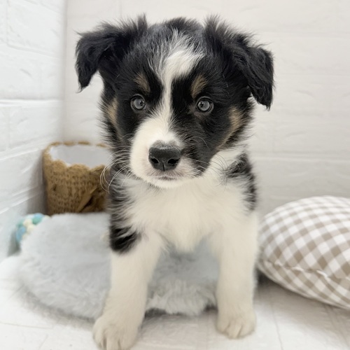 愛知県のボーダーコリー (犬の家＆猫の里豊川インター店/2025年9月1日生まれ/男の子/トライカラー)の子犬の4枚目の画像