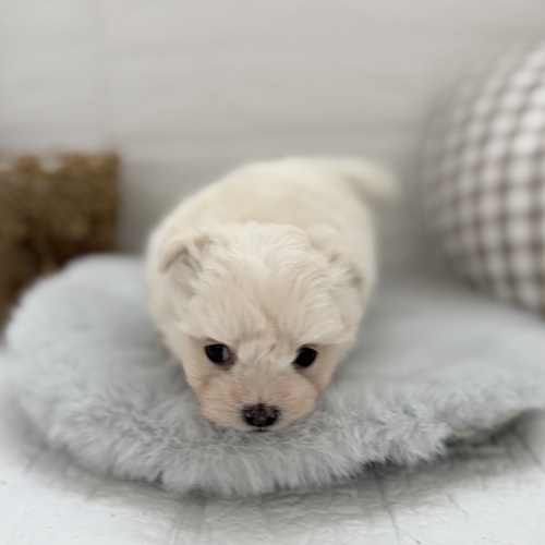 愛知県のチワマル/マルチワ(チワワ×マルチーズ) (犬の家＆猫の里豊川インター店/2025年9月2日生まれ/男の子/クリーム)の子犬の4枚目の画像