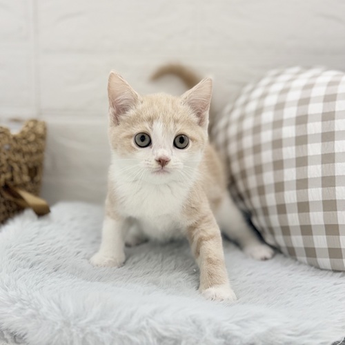 愛知県のミヌエット (犬の家＆猫の里豊川インター店/2025年9月2日生まれ/男の子/クリームタビーホワイト)の子猫の4枚目の画像