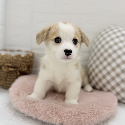 愛知県のウェルシュコーギーペンブローク (犬の家＆猫の里豊川インター店/2025年9月2日生まれ/女の子/セーブルホワイト)の子犬の4枚目の画像