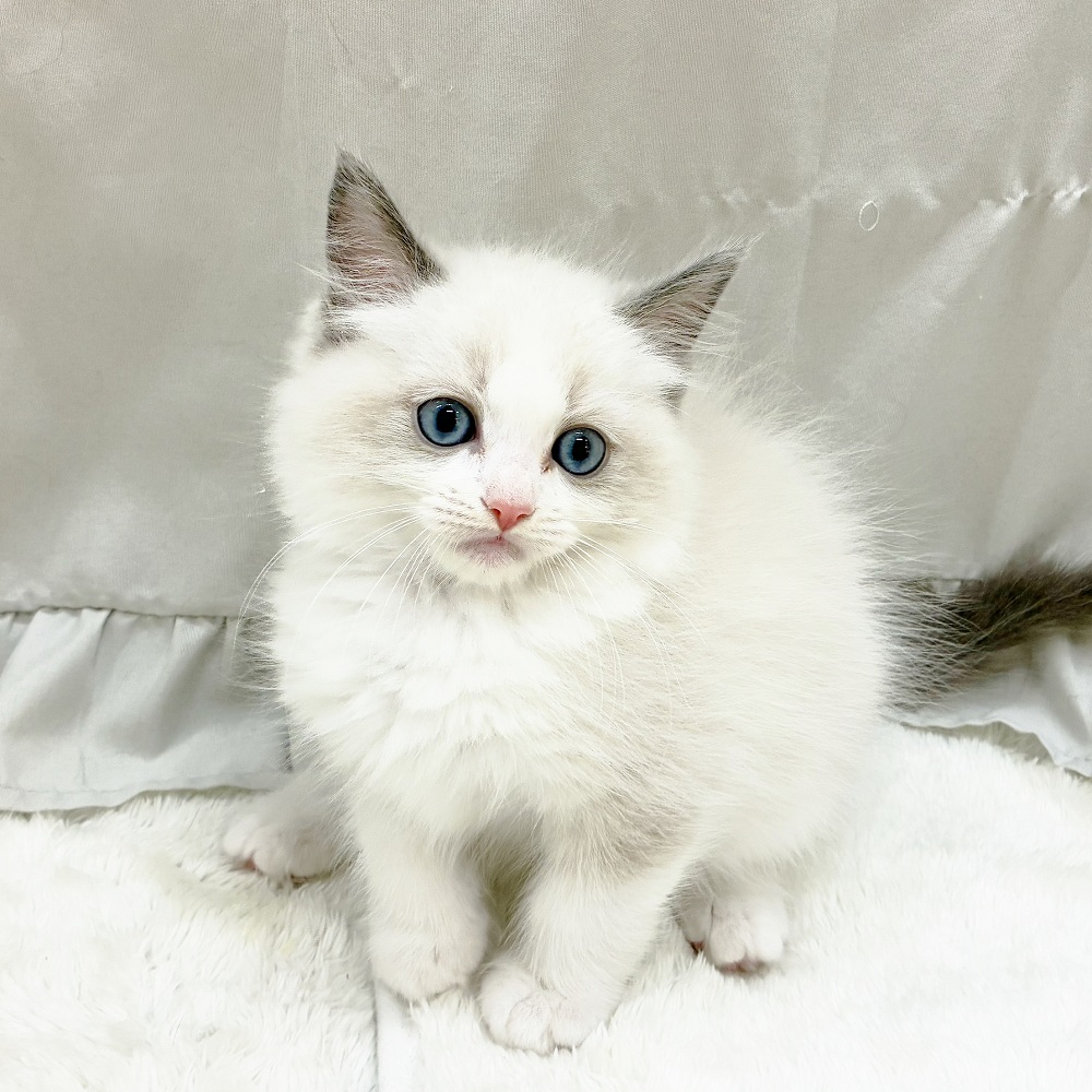 愛知県のラグドール (犬の家＆猫の里アミーゴ神の倉店/2025年9月4日生まれ/男の子/ブルーポイントバイカラー)の子猫の4枚目の画像