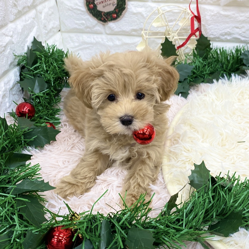 愛知県のマルプー(マルチーズ×プードル) (犬の家＆猫の里MEGAドン・キホーテ東海名和店/2025年9月7日生まれ/女の子/アプリコット)の子犬の4枚目の画像