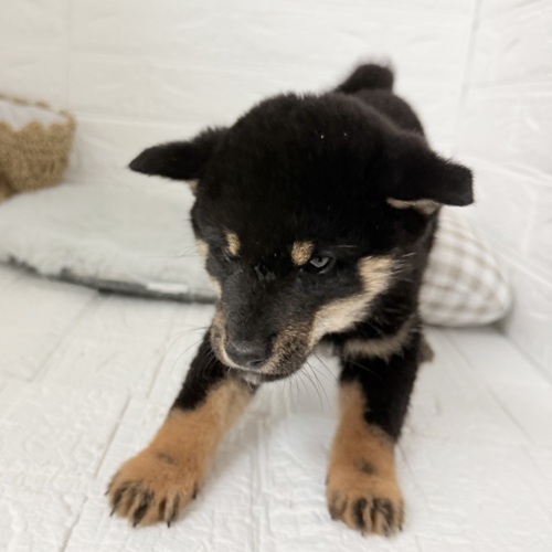 愛知県の柴犬(標準サイズ) (犬の家＆猫の里豊川インター店/2025年9月4日生まれ/男の子/黒)の子犬の4枚目の画像