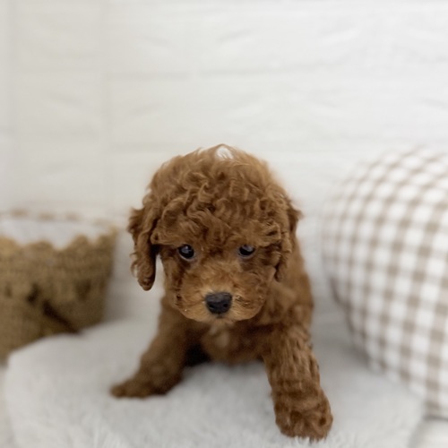 愛知県のトイプードル(トイ) (犬の家＆猫の里豊川インター店/2025年9月7日生まれ/男の子/レッド)の子犬の4枚目の画像