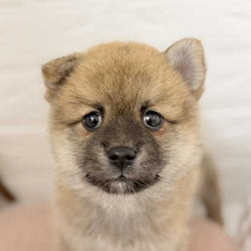 愛知県のポメ柴/豆ポメ/ポメ豆柴(ポメラニアン×柴犬) (犬の家＆猫の里豊川インター店/2025年9月8日生まれ/女の子/赤)の子犬の4枚目の画像