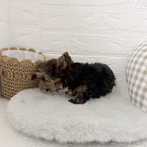 愛知県のヨークシャーテリア (犬の家＆猫の里豊川インター店/2025年9月7日生まれ/男の子/スチールブルータン)の子犬の4枚目の画像