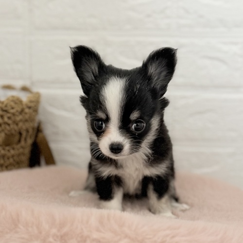 愛知県のチワワ(ロング) (犬の家＆猫の里豊川インター店/2025年9月7日生まれ/女の子/ブラックタンホワイト)の子犬の4枚目の画像