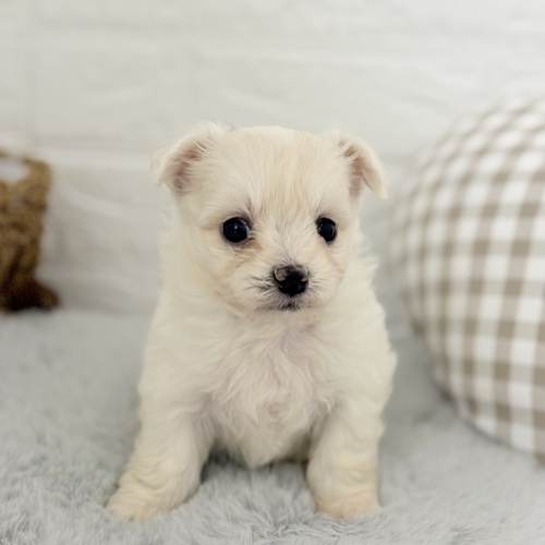 愛知県のハーフ犬・ミックス犬 (犬の家＆猫の里豊川インター店/2025年9月7日生まれ/男の子/ホワイト)の子犬の4枚目の画像