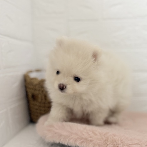 愛知県のポメラニアン (犬の家＆猫の里豊川インター店/2025年9月7日生まれ/女の子/クリーム)の子犬の4枚目の画像