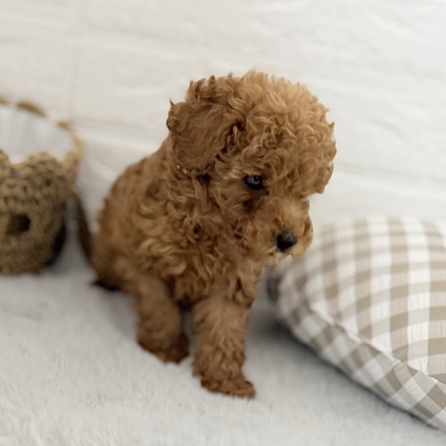 愛知県のトイプードル(トイ) (犬の家＆猫の里豊川インター店/2025年9月8日生まれ/男の子/レッド)の子犬の4枚目の画像