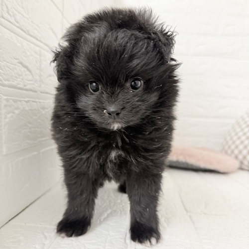 愛知県のポメプー(ポメラニアン×プードル) (犬の家＆猫の里豊川インター店/2025年9月9日生まれ/女の子/ブラック)の子犬の4枚目の画像