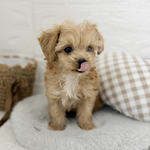 愛知県のチワプー/プーチー(チワワ×プードル) (犬の家＆猫の里豊川インター店/2025年9月8日生まれ/男の子/アプリコットホワイト)の子犬の4枚目の画像