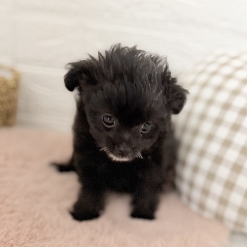 愛知県のチワプー/プーチー(チワワ×プードル) (犬の家＆猫の里豊川インター店/2025年9月12日生まれ/女の子/ブラック)の子犬の4枚目の画像