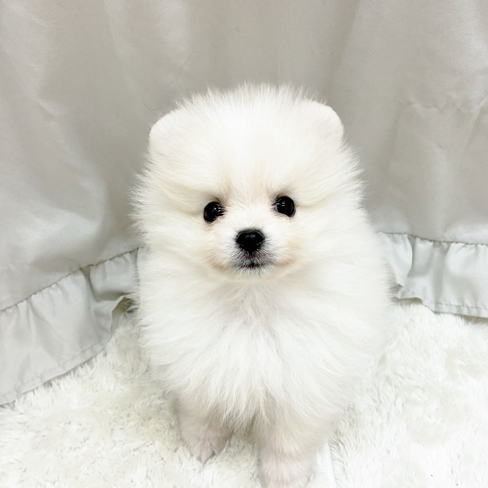 愛知県のポメラニアン (犬の家＆猫の里アミーゴ神の倉店/2025年9月13日生まれ/男の子/クリーム)の子犬の1枚目の画像