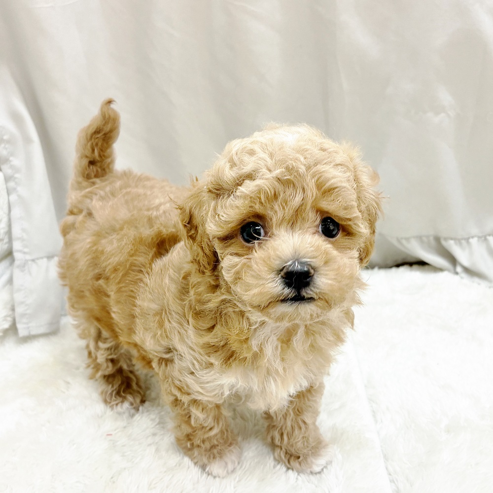 愛知県のマルプー(マルチーズ×プードル) (犬の家＆猫の里アミーゴ神の倉店/2025年9月16日生まれ/男の子/アプリコット)の子犬の1枚目の画像