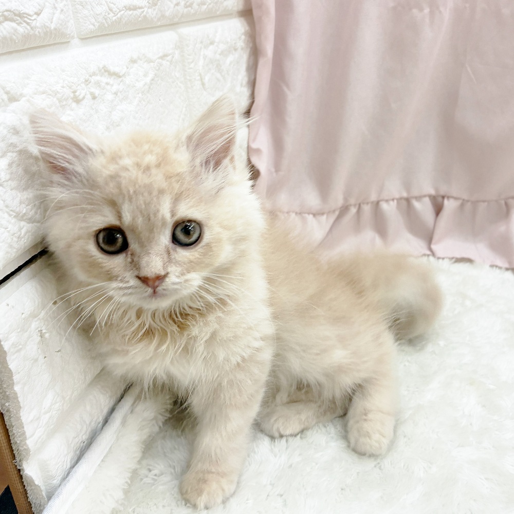 愛知県のスコティッシュフォールド (犬の家＆猫の里アミーゴ神の倉店/2025年9月9日生まれ/女の子/クリームタビー)の子猫の4枚目の画像